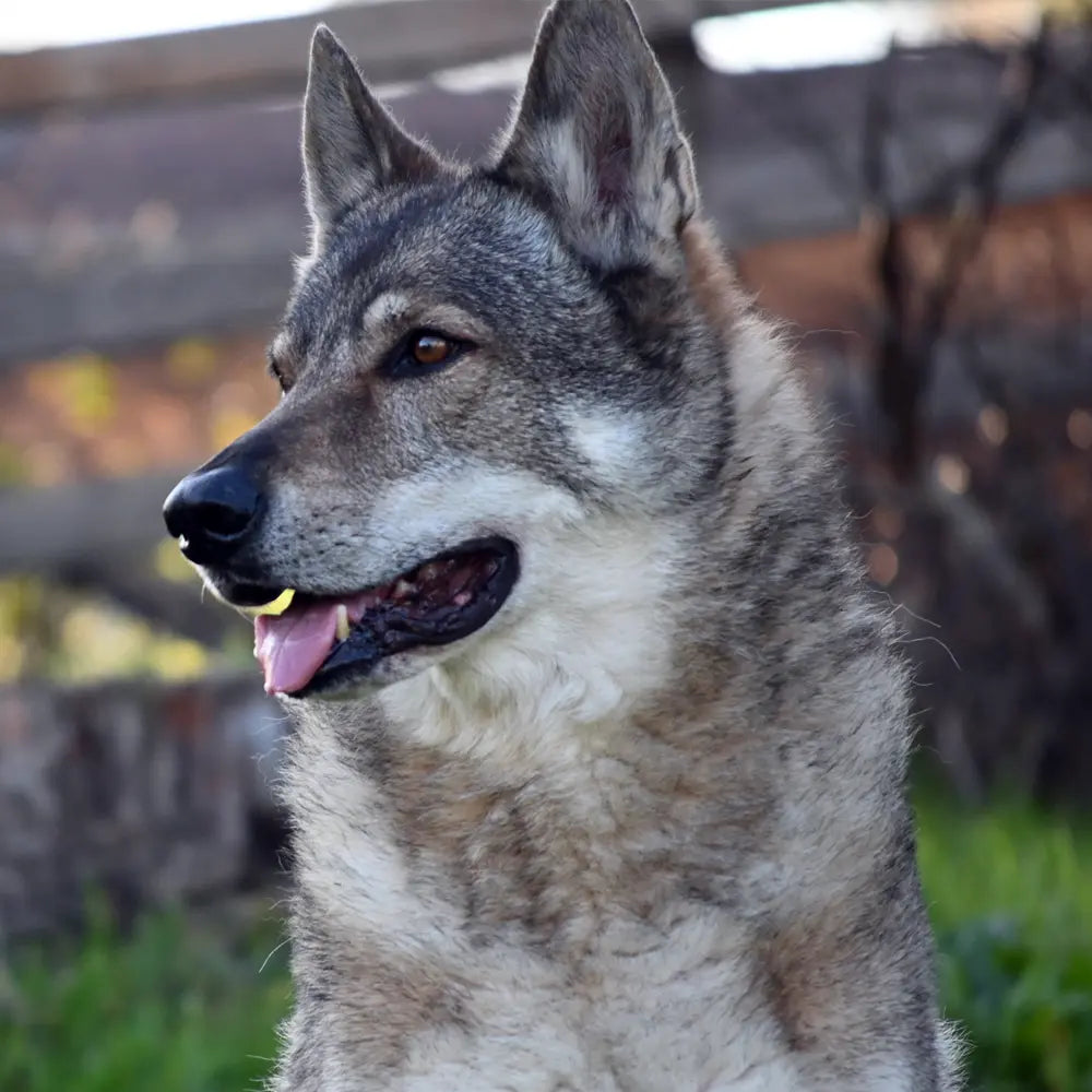 Les Services Animaliers MastaWon